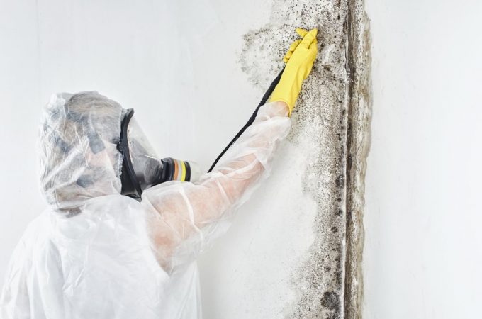 Selecting the Right Products for Removing Stubborn Strains of Mold