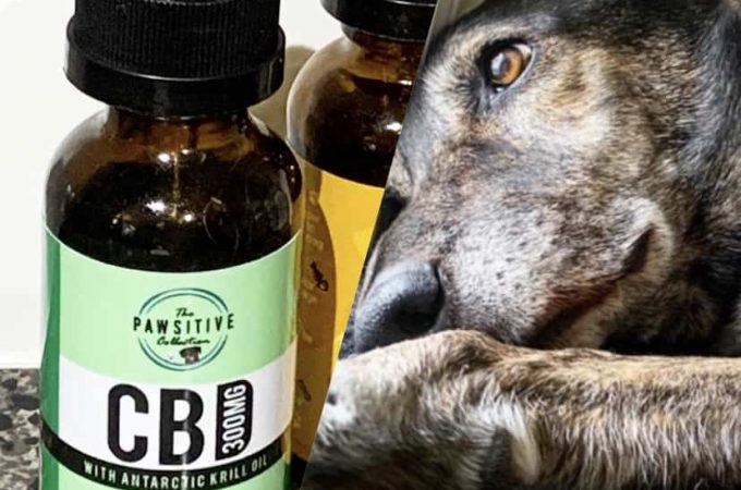 Top Rated CBD Oil For Dogs: How to Use It for Your Furry Friend