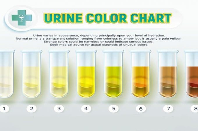 The Difference between Synthetic Urine vs Real Urine